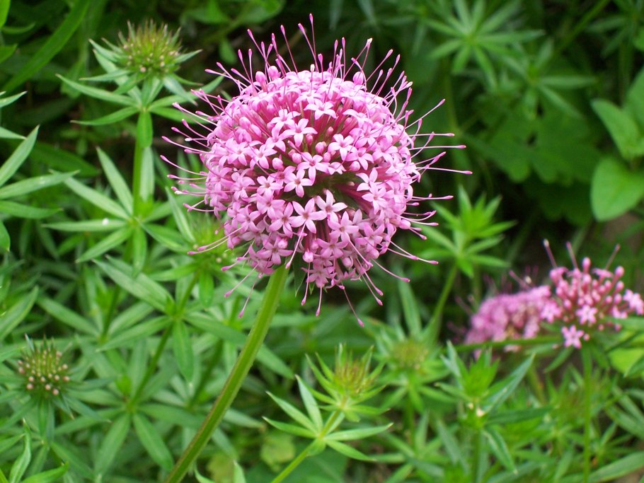 Фуопсис длинностолбиковый