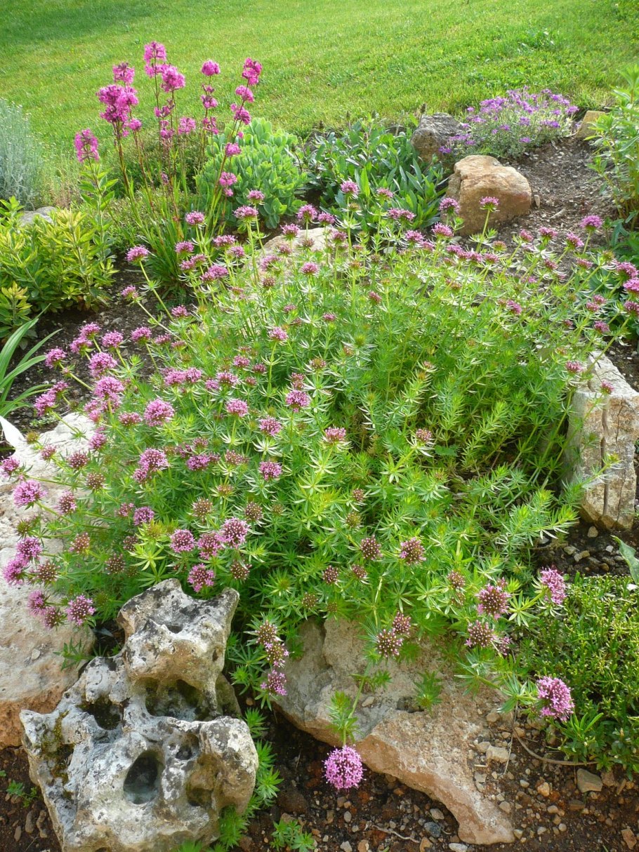 Крестовник скапосус