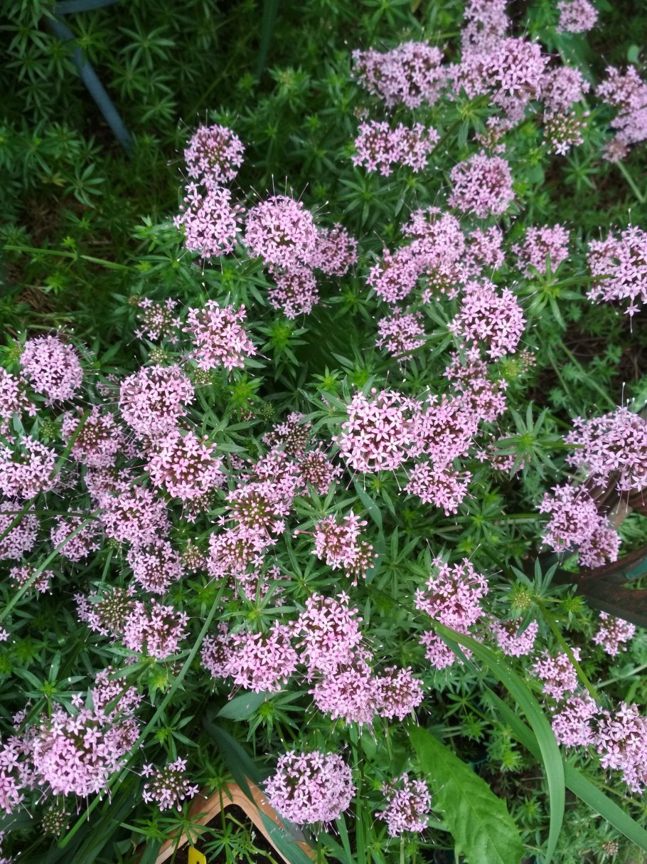 Скабиоза темно-пурпурная бордовая