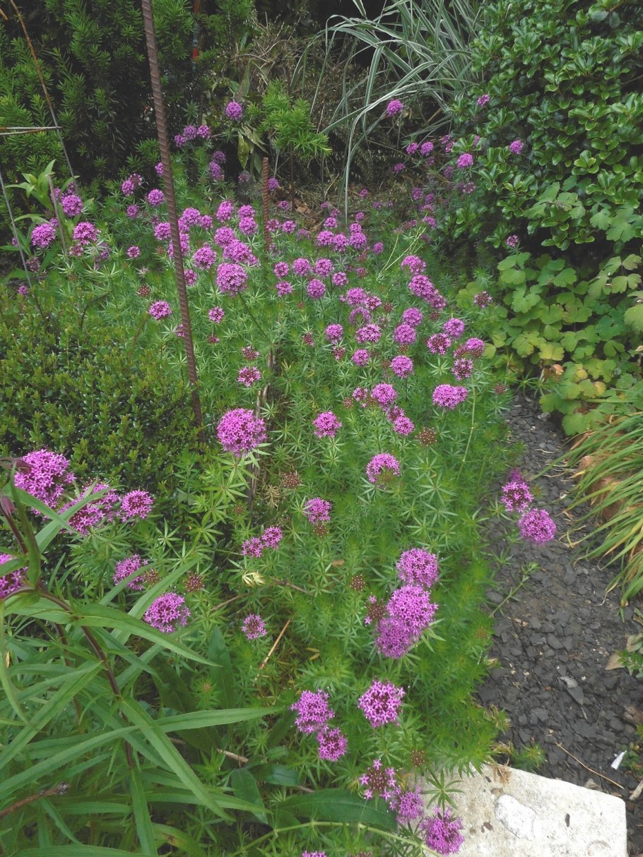 Фуопсис многолетник