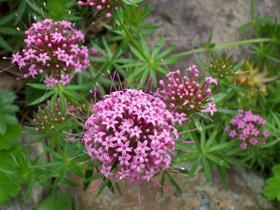 Фуопсис многолетник