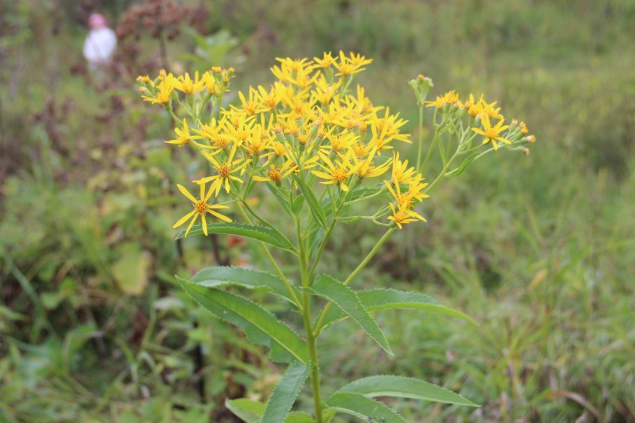 Крестовник Швецова (Senecio schwetzowii Korsh.)
