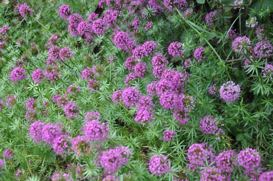 Фуопсис purpurea