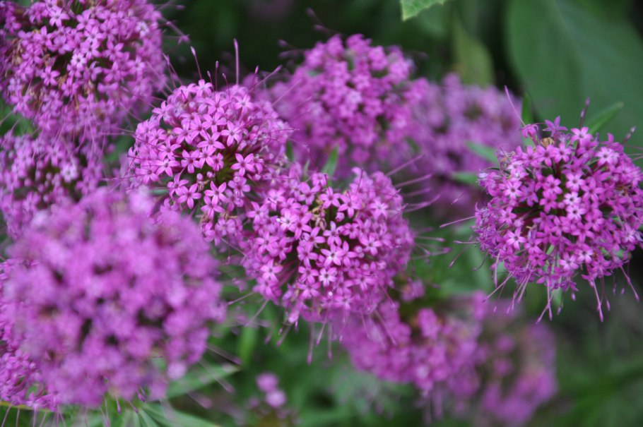 Посконник и василистник