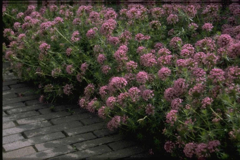 Фуопсис многолетник