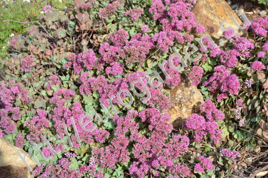 Крестовница Фуопсис