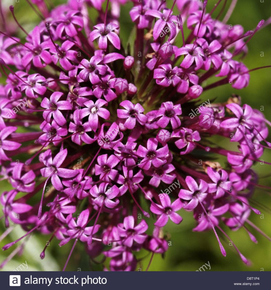 Крестовник (Senecio)