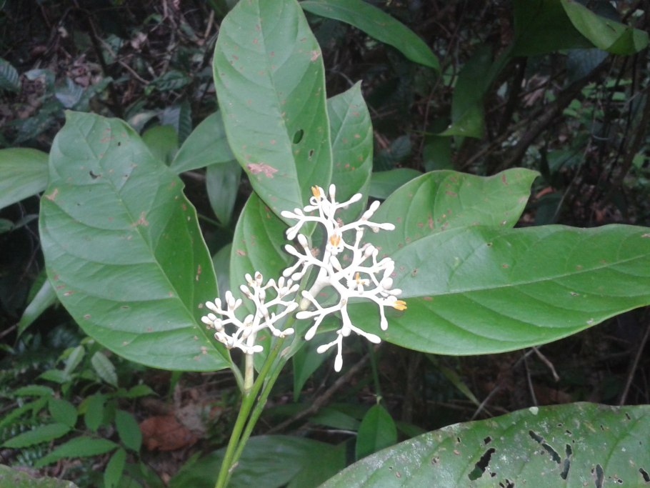 Zygophyllum fabago
