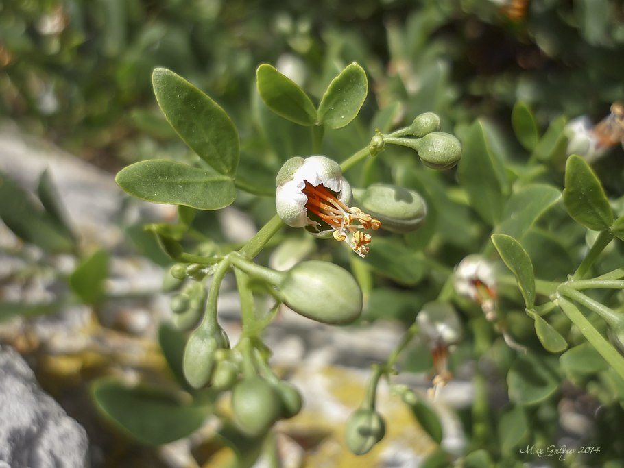 Семейство акантовых (Acanthaceae).