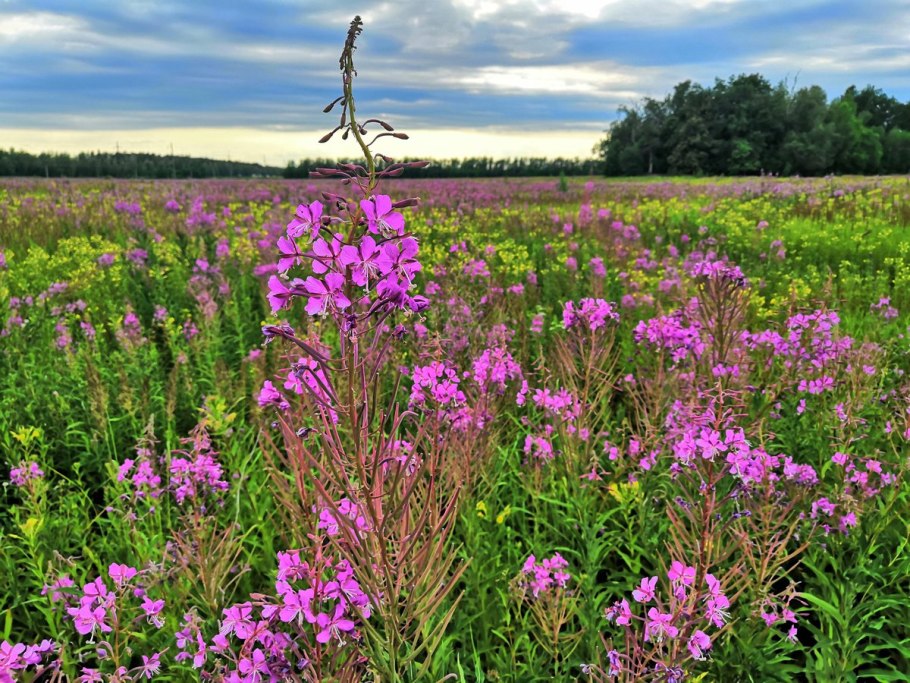 Алфея Иван чая