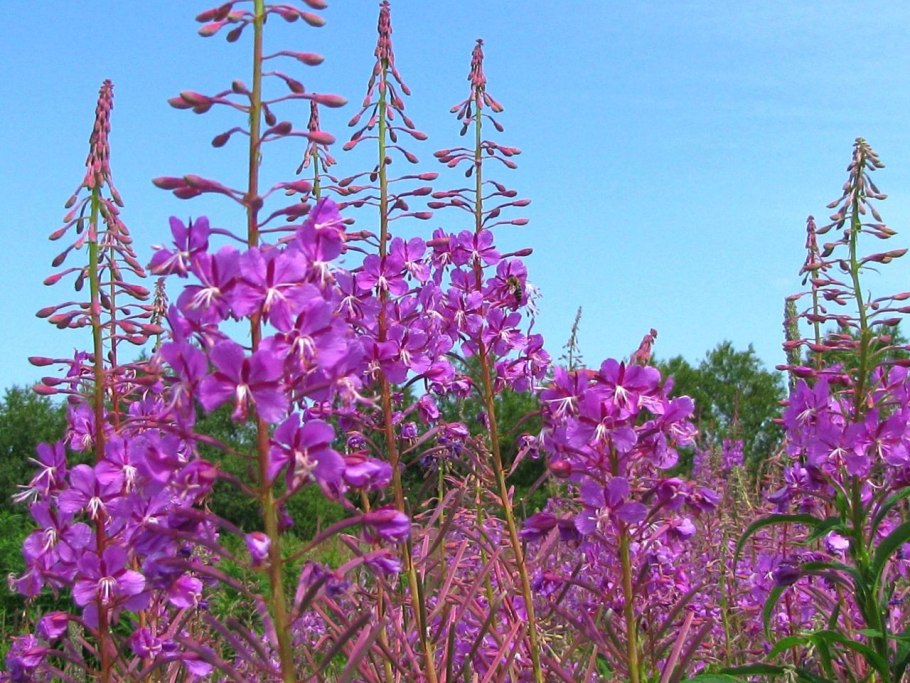 Кипрей розовый (Epilobium Roseum Schreb.)