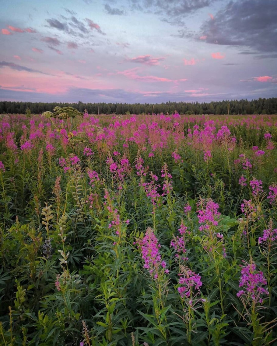 Кипрей Альба