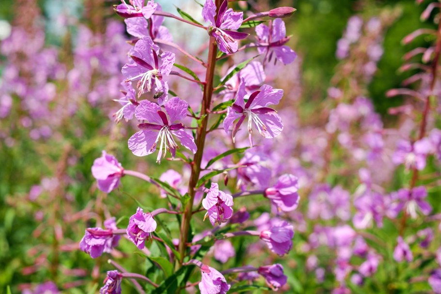 Кипрей горный Epilobium montanum