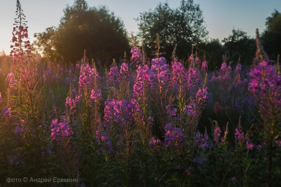 Иван-чай (кипрей)