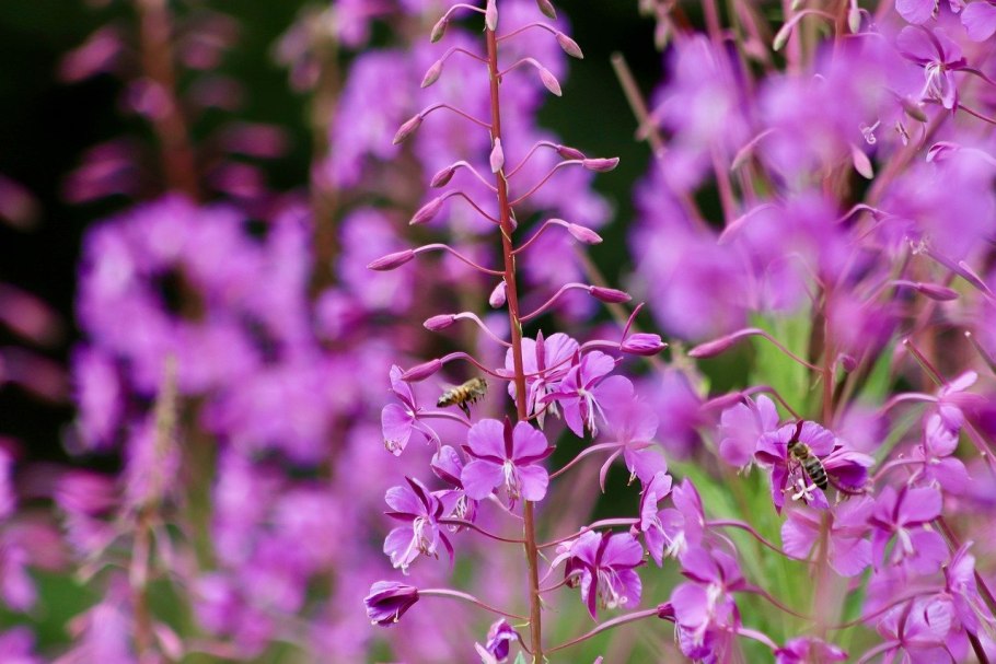 Солнечный кипрей Иван-чай