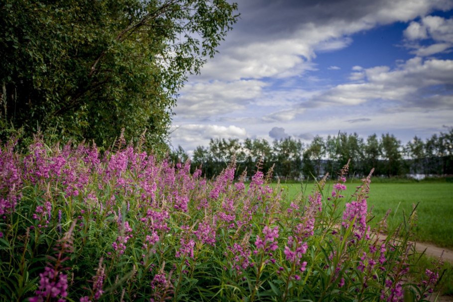 Иван чай розовая метёлка