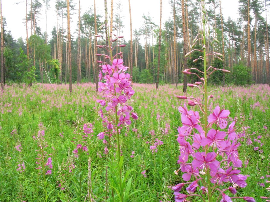 Кипрей розовый (Epilobium Roseum Schreb.)