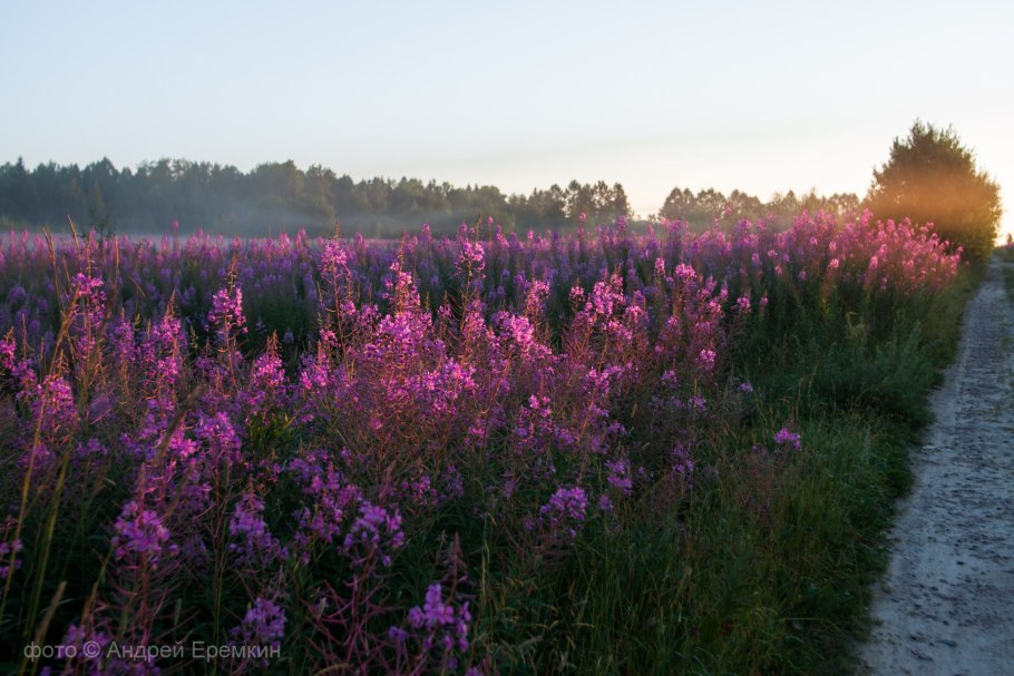 Луговой розовый цветок для чая
