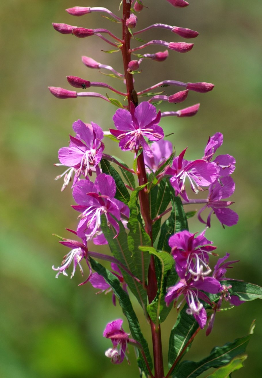 Кипрей розовый (Epilobium Roseum Schreb.)