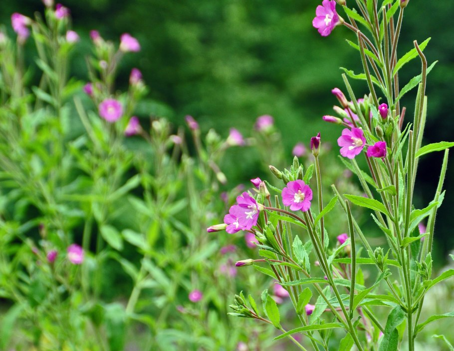 Кипрей железистостебельный