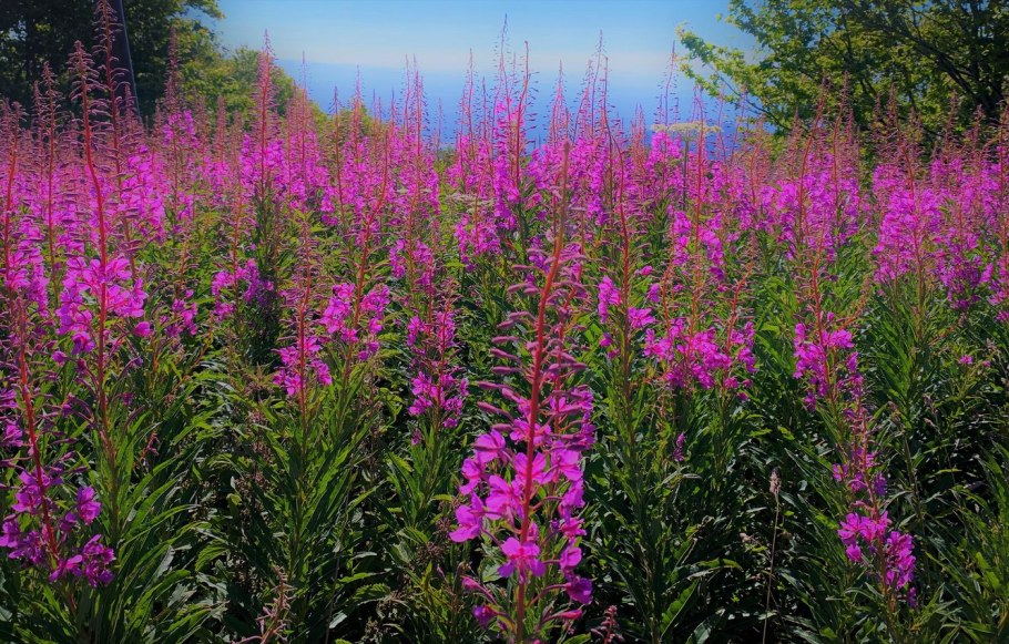 Кипрей узколистный иван чай