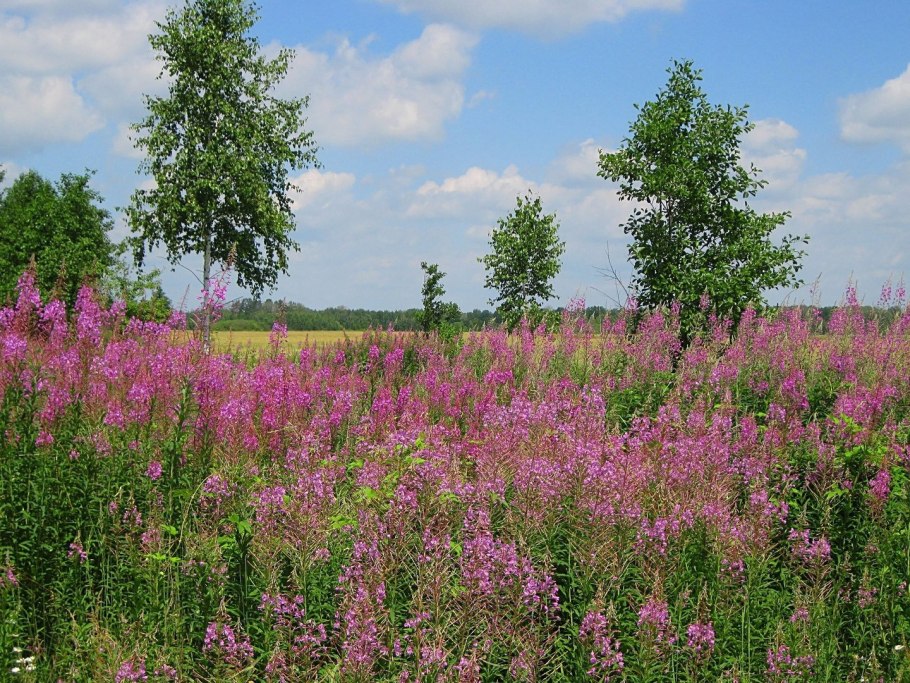Иван-чай узколистный