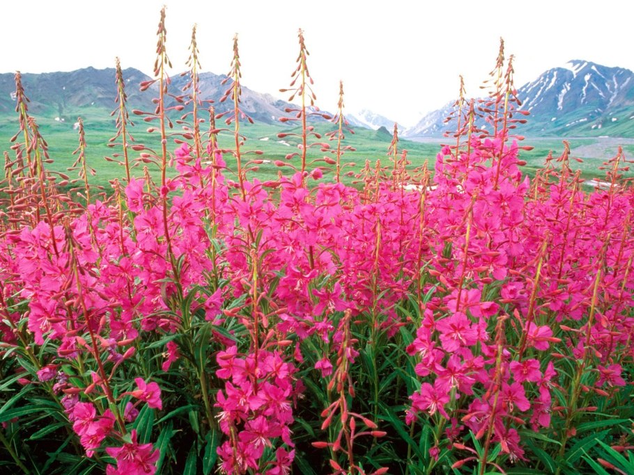 Иван-чай узколистный