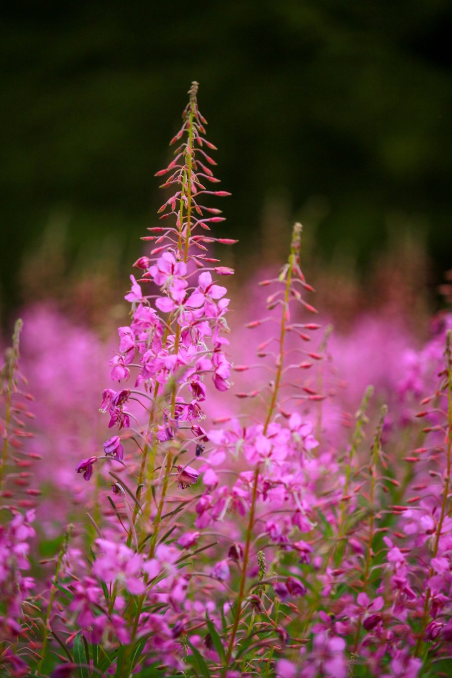 Иван-чай узколистный