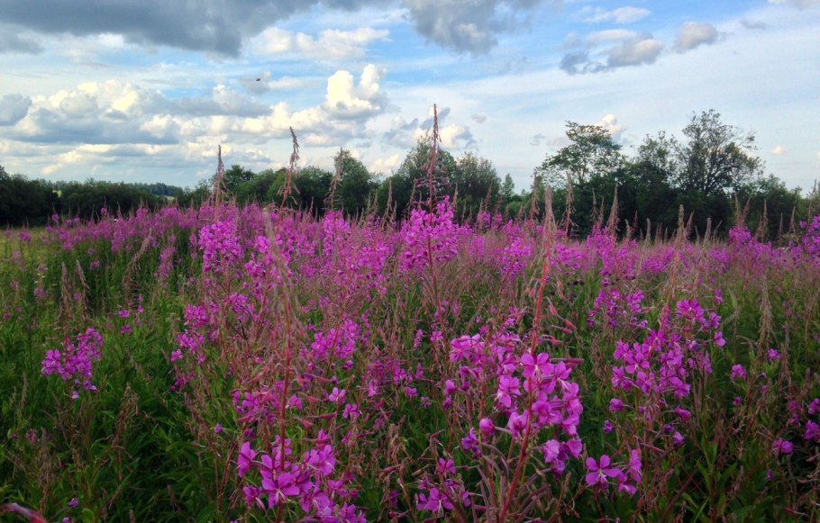 Поля Иван чая в Подмосковье