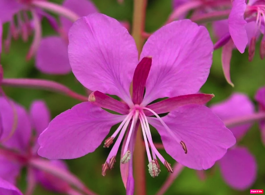 Башкирский Иван чай