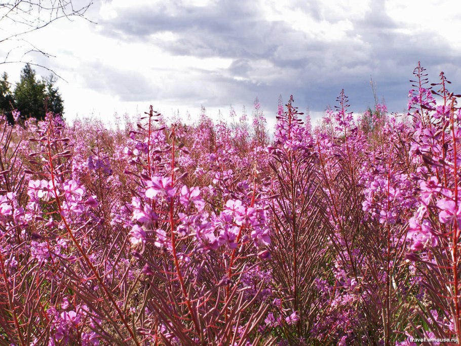 Иван-чай узколистный