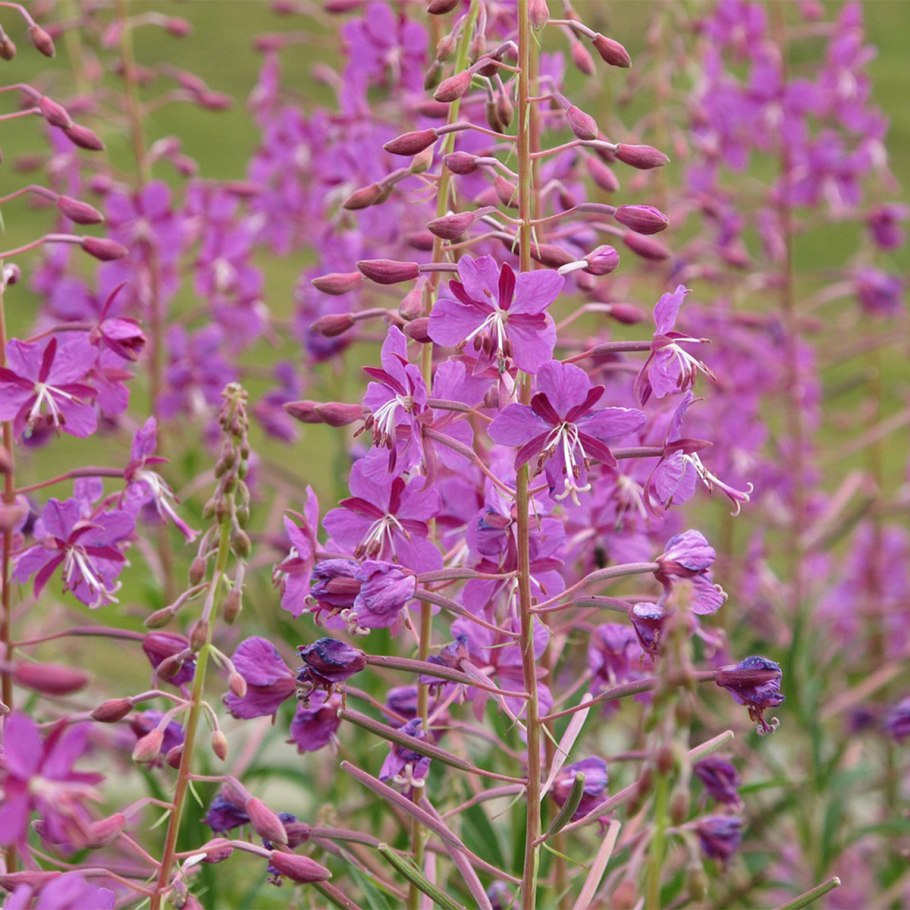 Кипрей узколистный Иван-чай поле