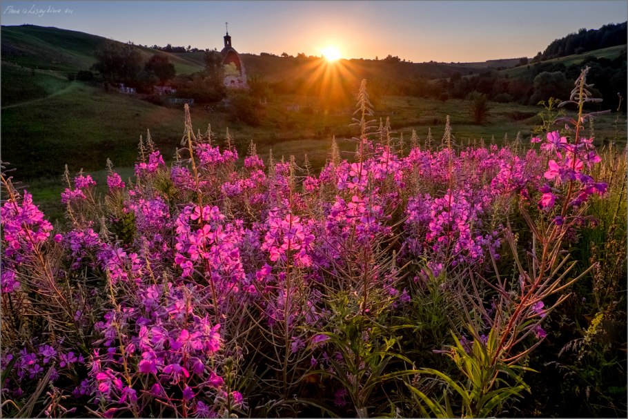Epilobium angustifolium