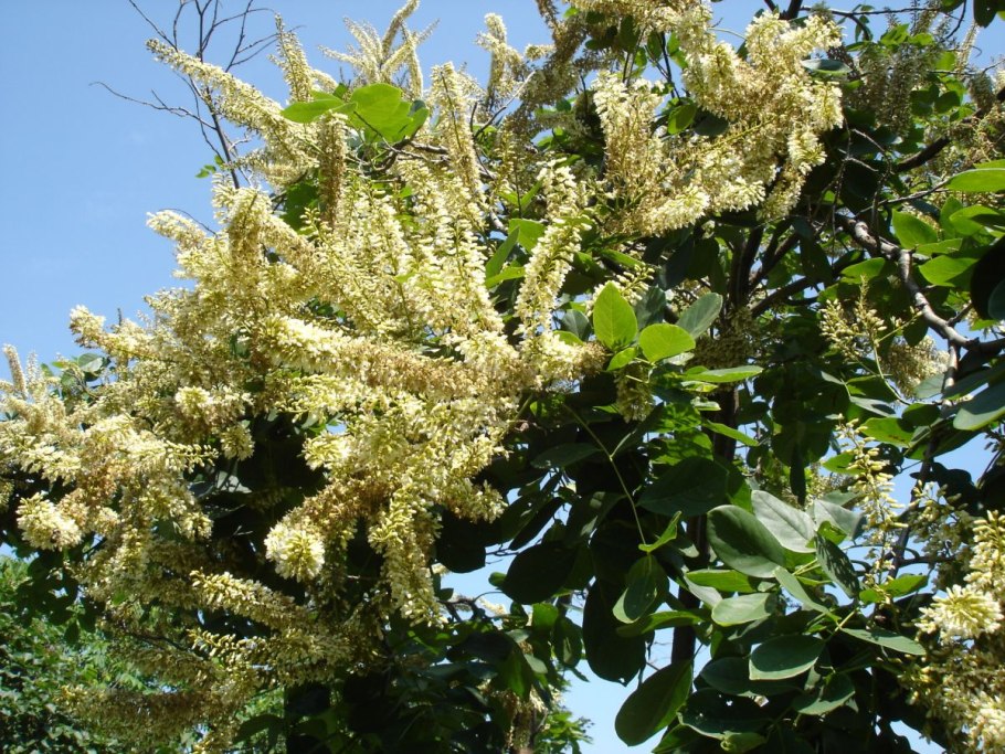 Маакия Акация Амурская