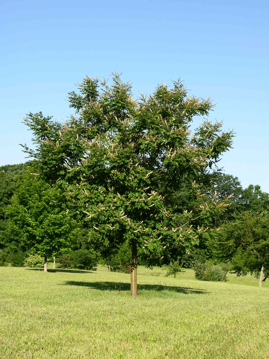 Маакия Амурская