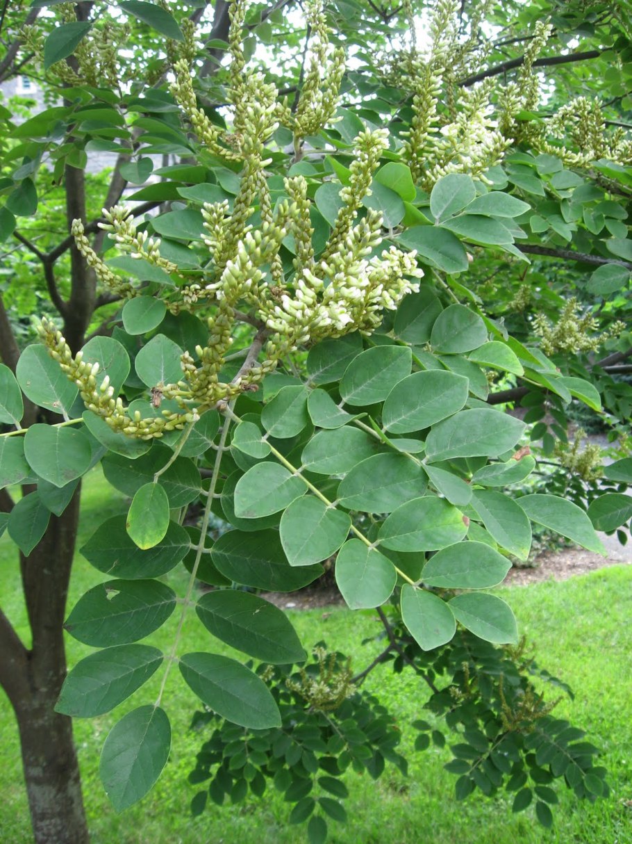 Маакия Акация Амурская