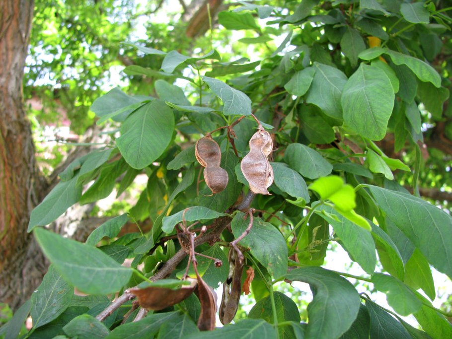 Акатник маакия Амурская