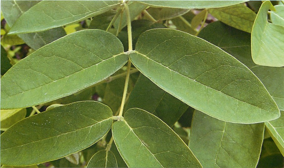 Маакия Амурская