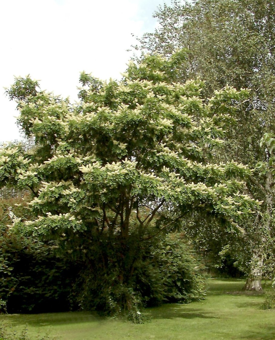 Маакия Амурская