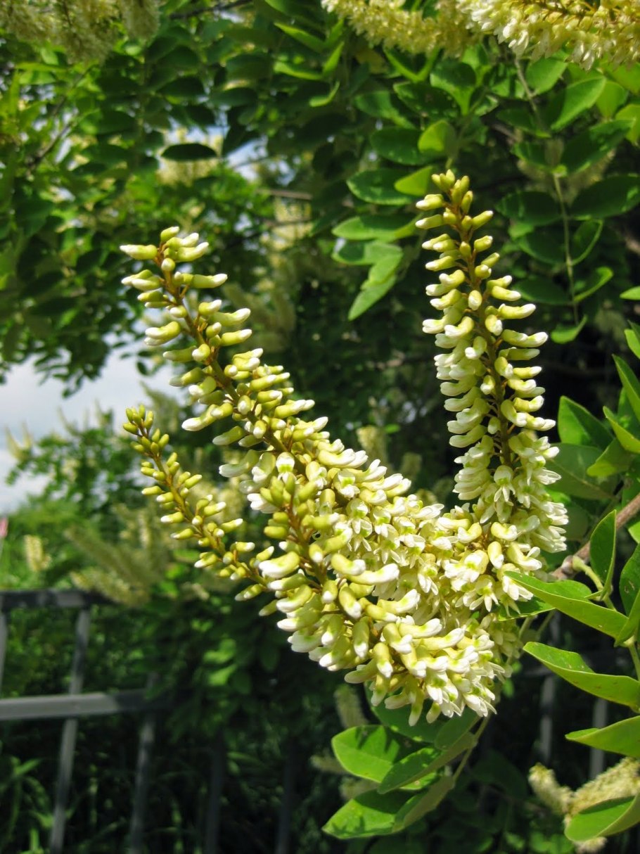 Маакия Амурская (Акация Маака)