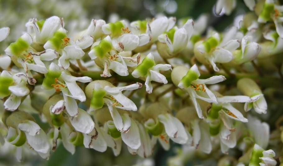 Цветение маакии