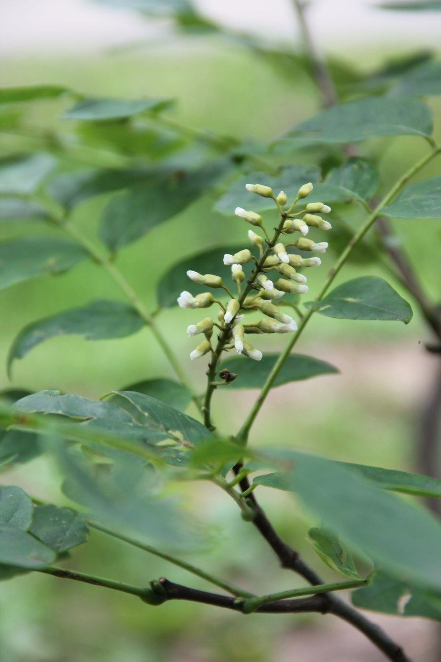 Маакия Акация Амурская