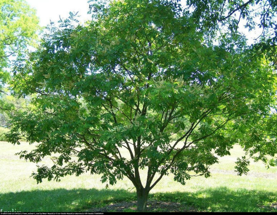 Maackia amurensis маакия Амурская