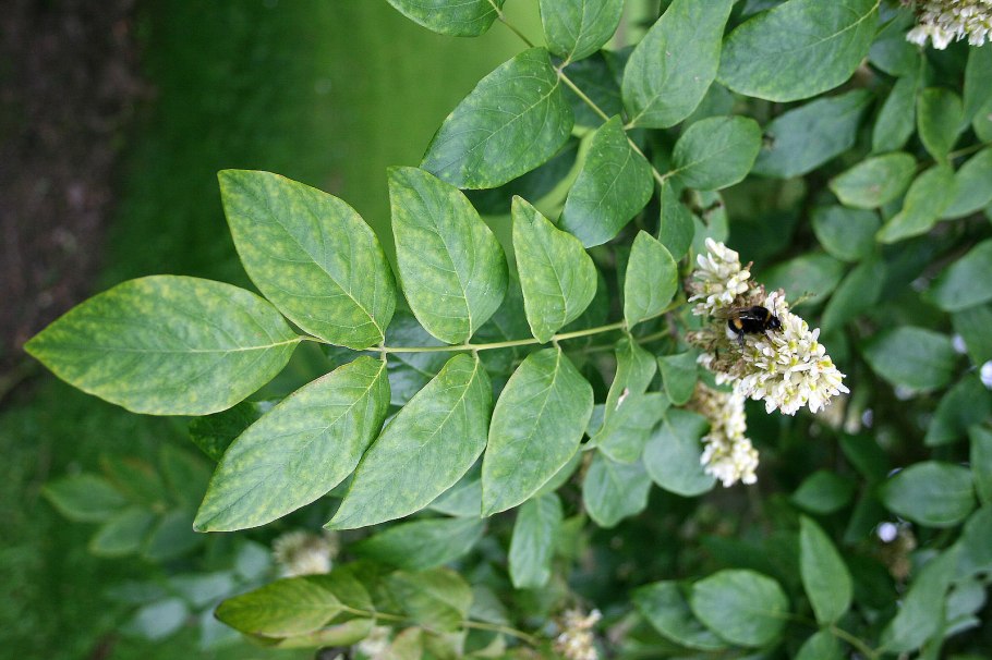 Маакия Амурская (Акация Маака)