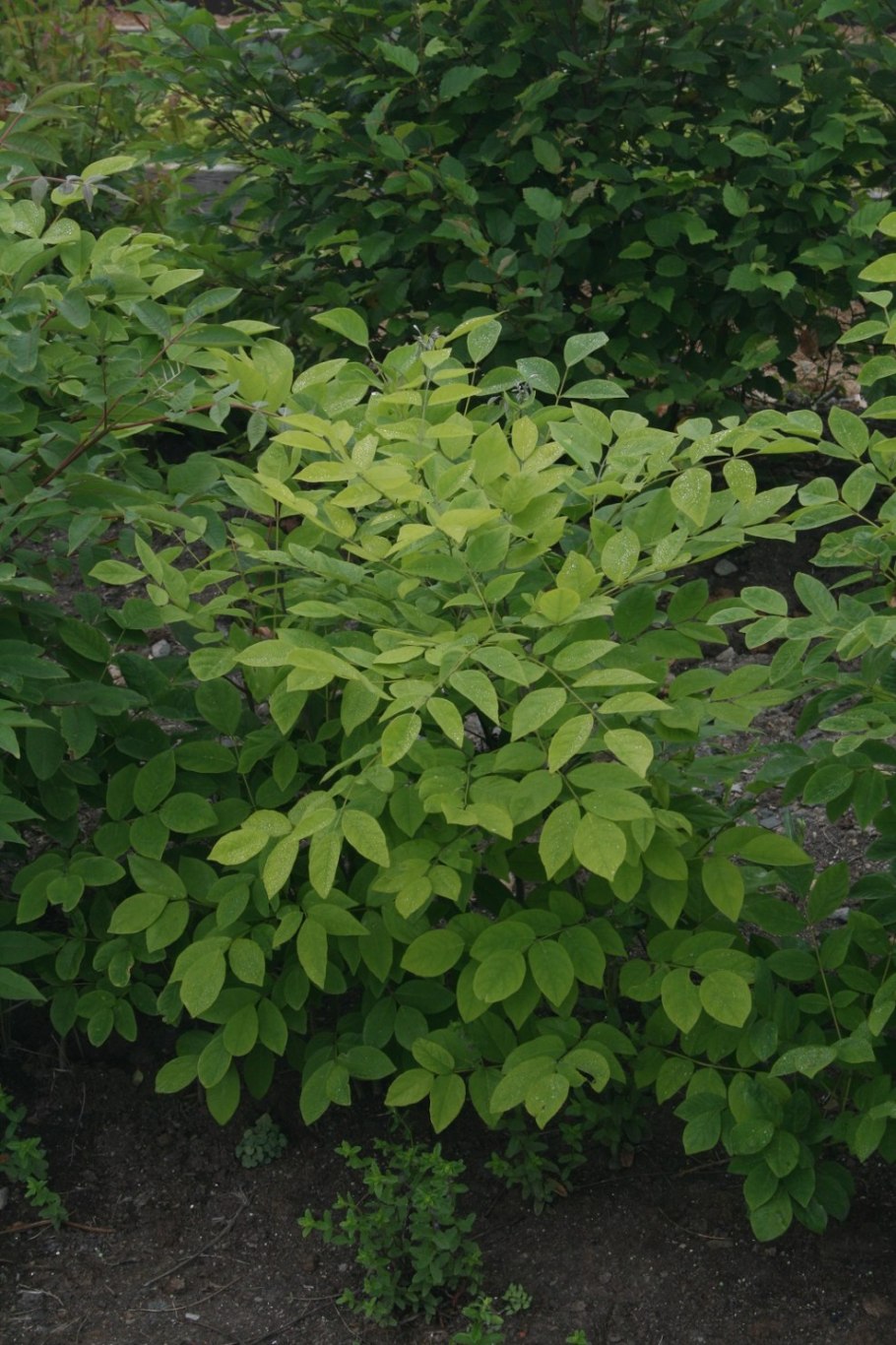 Маакия дерево