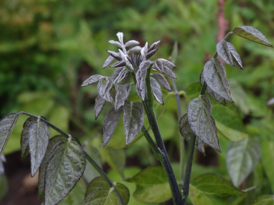 Маакия Амурская листья