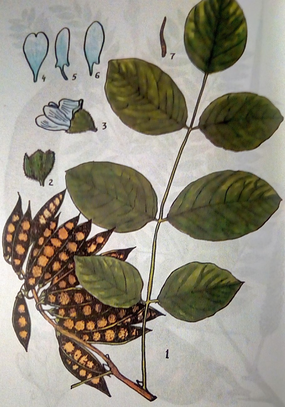 Маакия Амурская