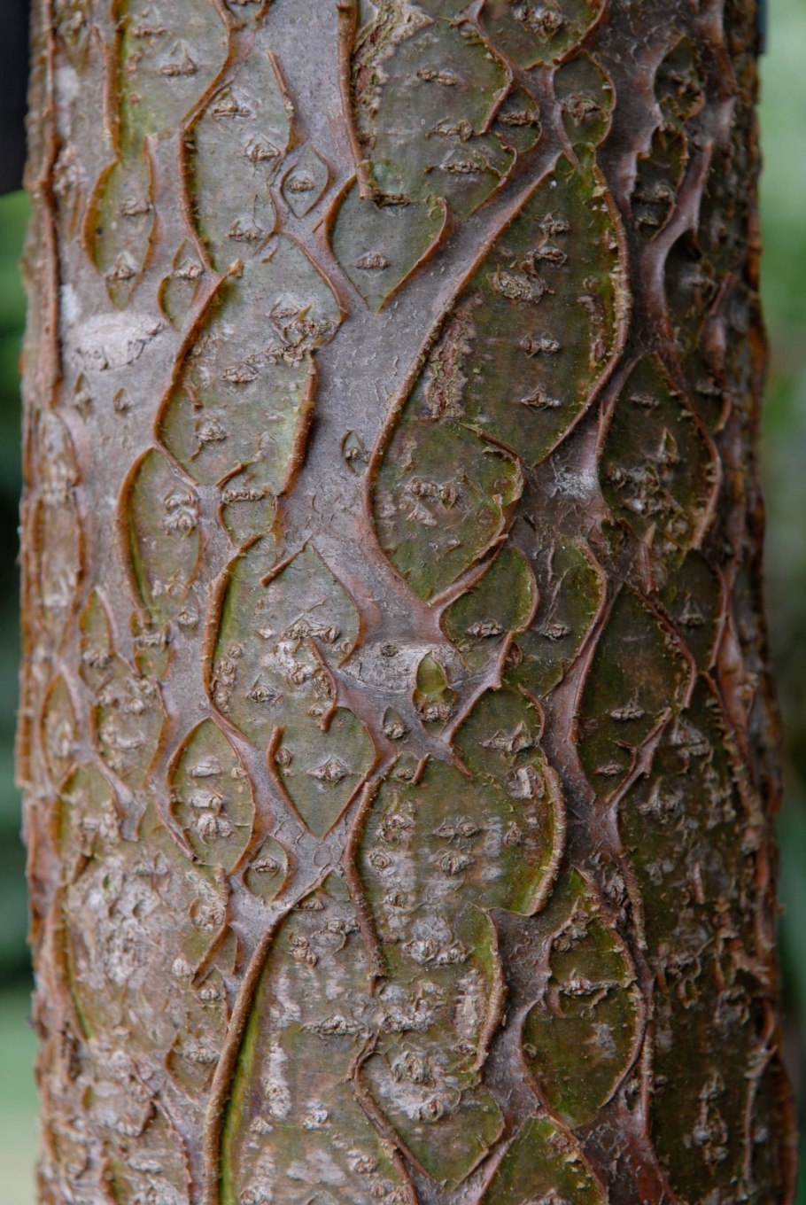Бархат Амурский пробковое дерево