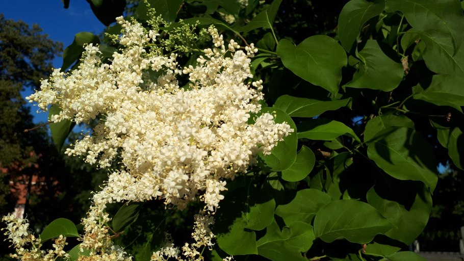 Маакия Амурская листья