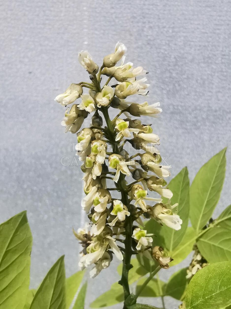 Маакия амурская